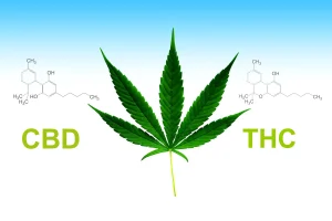 Delta 8 vs. THC